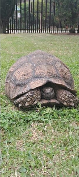 a tortoise