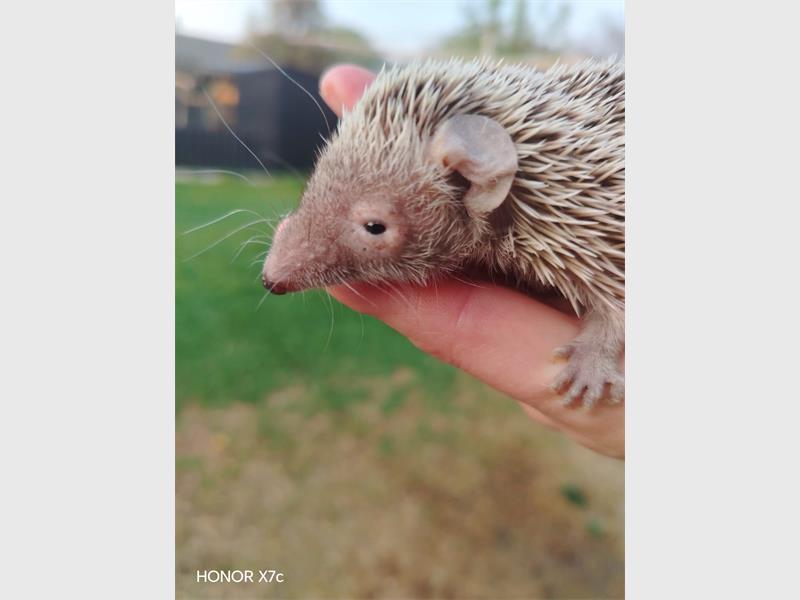 An exotic Lesser Tenrec.