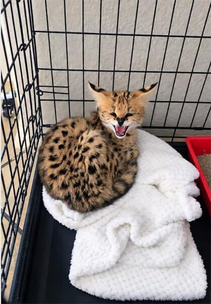 Serval (Tierboskat).