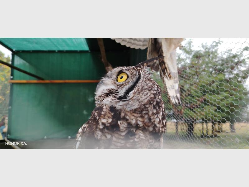 Spotted Eagle Owl.