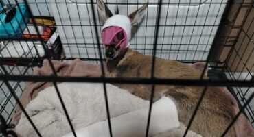 An injured common Duiker